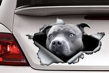 Pitbull Car Decal Laptop Tumbler Sticker