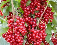 1 Jonkheer Van Tats Red Currant Rooted Starter Plant Zones 3-7 No Ship To Nc Wv